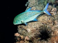 Bluefin Trevally hunting at night.